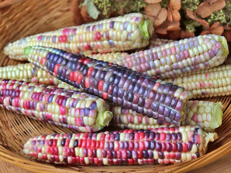 Painted Hills, Sweet Corn, Heirloom Seeds, Open Pollinated Non-GMO - BoxGardenSeedsLLC -Corn - Seeds