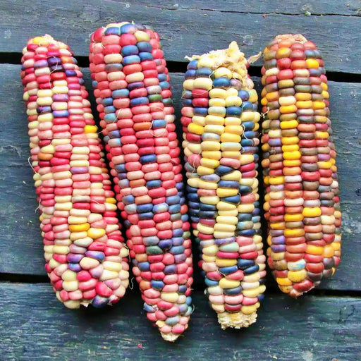 Painted Hills, Sweet Corn, Heirloom Seeds, Open Pollinated Non-GMO - BoxGardenSeedsLLC -Corn - Seeds