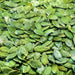 Styrian Hulless Pumpkin Seeds - BoxGardenSeedsLLC -Squash,Pumpkins - Seeds