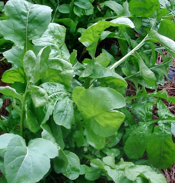 Arugula, Rocket, - BoxGardenSeedsLLC -Gourmet/Native Greens - Seeds