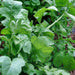 Arugula, Rocket, - BoxGardenSeedsLLC -Gourmet/Native Greens - Seeds