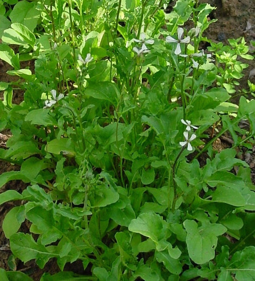 - BoxGardenSeedsLLC - Arugula, Slow Bolt, - Gourmet/Native Greens - Seeds