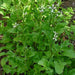 Arugula, Rocket, - BoxGardenSeedsLLC -Gourmet/Native Greens - Seeds