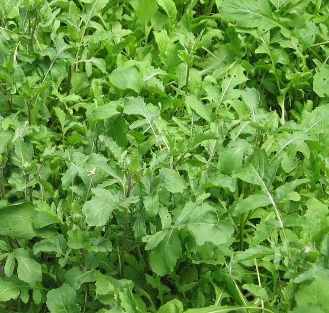 Arugula, Rocket - BoxGardenSeedsLLC - Gourmet/Native Greens - Seeds - USA Seller, Thank you for shopping here today, Naturally Grown GMO Free Seeds, Heirloom Open Pollinated Seeds, Fresh Top Quality Premium Seeds