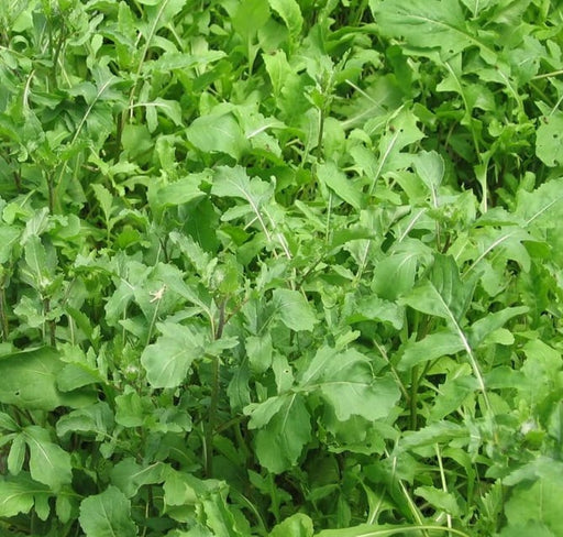 Arugula, Rocket, - BoxGardenSeedsLLC -Gourmet/Native Greens - Seeds