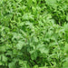 Arugula, Rocket, - BoxGardenSeedsLLC -Gourmet/Native Greens - Seeds