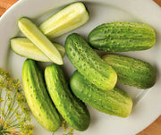 Cool Customer, Pickling Cucumber - BoxGardenSeedsLLC - Cucumbers - Seeds - USA Seller, Thank you for shopping here today, Naturally Grown GMO Free Seeds, Heirloom Open Pollinated Seeds, Fresh Top Quality Premium Seeds