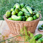 Parisian Pickling, Cucumber - BoxGardenSeedsLLC - Cucumbers - Seeds - USA Seller, Thank you for shopping here today, Naturally Grown GMO Free Seeds, Heirloom Open Pollinated Seeds, Fresh Top Quality Premium Seeds