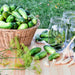 Homemade Pickles, Cucumber - BoxGardenSeedsLLC -Cucumbers - Seeds