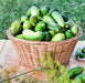 Wisconsin SMR 58, Cucumber - BoxGardenSeedsLLC - Cucumbers - Seeds - USA Seller, Thank you for shopping here today, Naturally Grown GMO Free Seeds, Heirloom Open Pollinated Seeds, Fresh Top Quality Premium Seeds