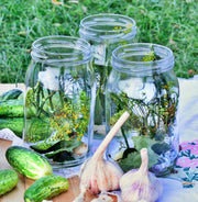 Boston Pickling, Cucumber - BoxGardenSeedsLLC - Cucumbers - Seeds - USA Seller, Thank you for shopping here today, Naturally Grown GMO Free Seeds, Heirloom Open Pollinated Seeds, Fresh Top Quality Premium Seeds