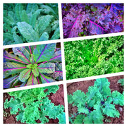Kale Garden Seed Collection, Heirloom Seeds - BoxGardenSeedsLLC - Cabbage, Kale - Seeds - USA Seller, Thank you for shopping here today, Naturally Grown GMO Free Seeds, Heirloom Open Pollinated Seeds, Fresh Top Quality Premium Seeds