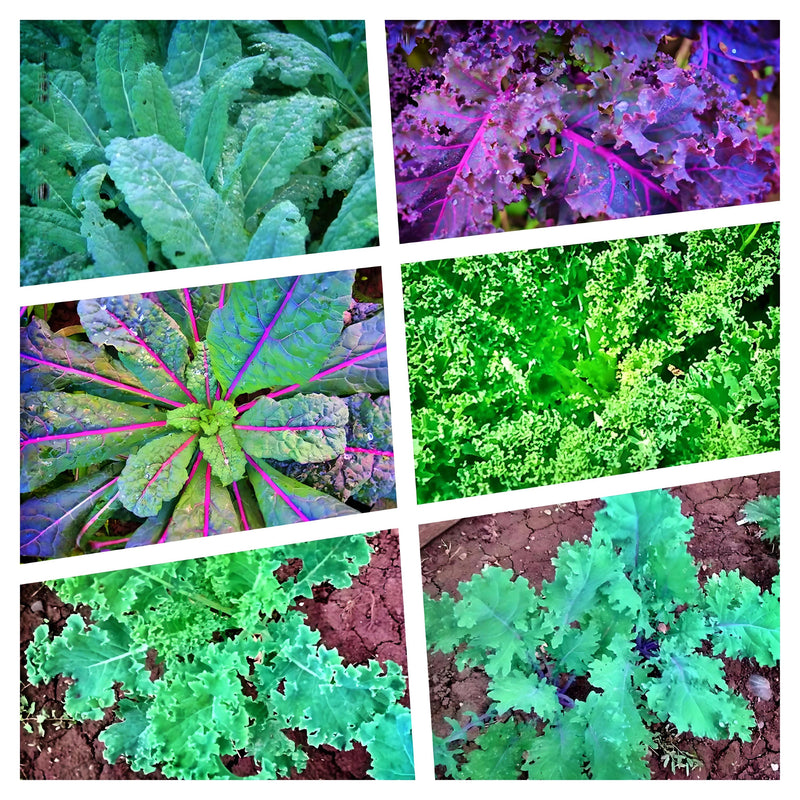 Kale Garden Seed Collection, Heirloom Seeds - BoxGardenSeedsLLC - Cabbage, Kale - Seeds - USA Seller, Thank you for shopping here today, Naturally Grown GMO Free Seeds, Heirloom Open Pollinated Seeds, Fresh Top Quality Premium Seeds
