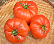 Pusztakolosz, Tomato - BoxGardenSeedsLLC - Tomatoes,Tomatillos - Seeds - USA Seller, Thank you for shopping here today, Naturally Grown GMO Free Seeds, Heirloom Open Pollinated Seeds, Fresh Top Quality Premium Seeds