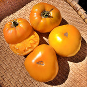 Altai Orange, Tomato - BoxGardenSeedsLLC - Tomatoes,Tomatillos - Seeds - USA Seller, Thank you for shopping here today, Naturally Grown GMO Free Seeds, Heirloom Open Pollinated Seeds, Fresh Top Quality Premium Seeds