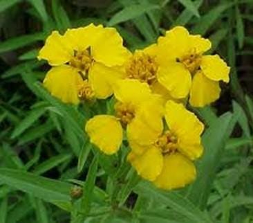 Mexican Tarragon, Mexican Marigold - BoxGardenSeedsLLC -Culinary/Medicinal Herbs - Seeds