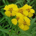 Mexican Tarragon, Mexican Marigold - BoxGardenSeedsLLC -Culinary/Medicinal Herbs - Seeds