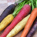 Rainbow Mix, Carrot - BoxGardenSeedsLLC -Carrots - Seeds