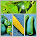 Zucchini Summer Squash, Seed Kit - BoxGardenSeedsLLC -Squash,Pumpkins - Seeds