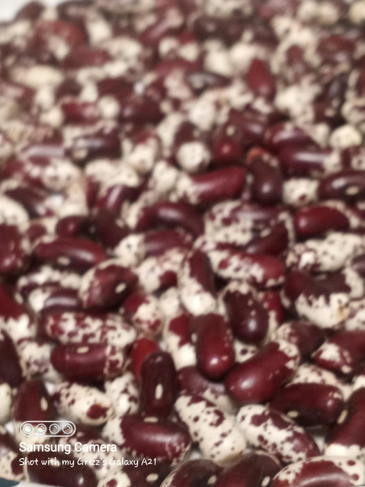 1500 Year Old Cave, Dry Pole Bean - BoxGardenSeedsLLC -Beans / Dry Beans - Seeds