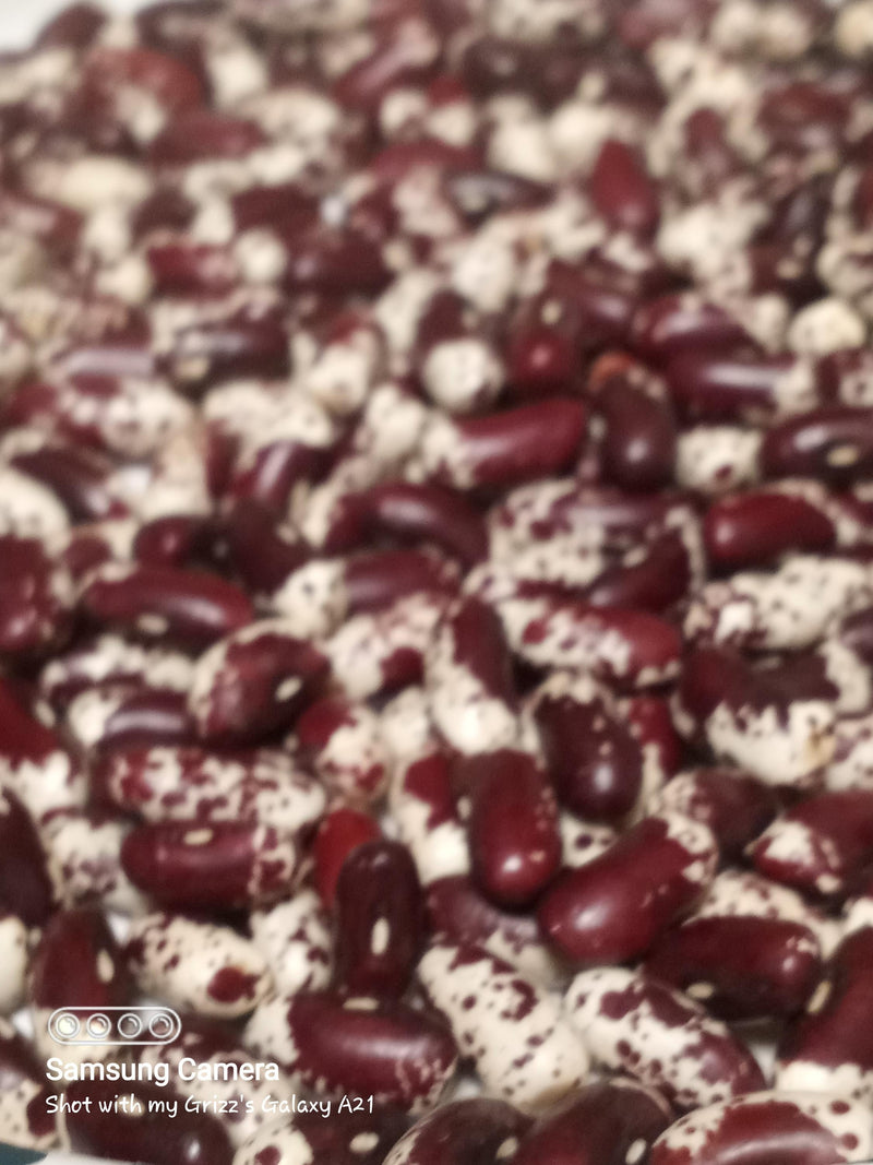 1500 Year Old Cave, Dry Pole Bean - BoxGardenSeedsLLC - Beans / Dry Beans - Seeds - Thank you for shopping here today, Non GMO Seeds, Naturally Grown Seeds, Grown to Organic Standards, Heirloom Seeds, Open Pollinated Seeds, Fresh Premier Seeds, USA Seller