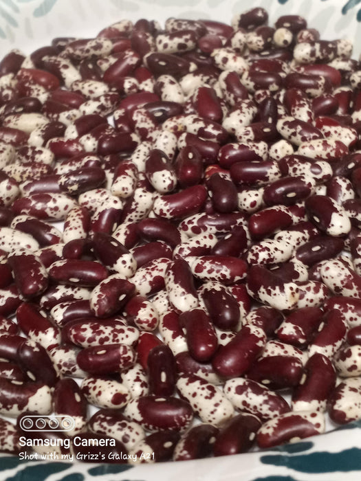 1500 Year Old Cave, Dry Pole Bean - BoxGardenSeedsLLC -Beans / Dry Beans - Seeds