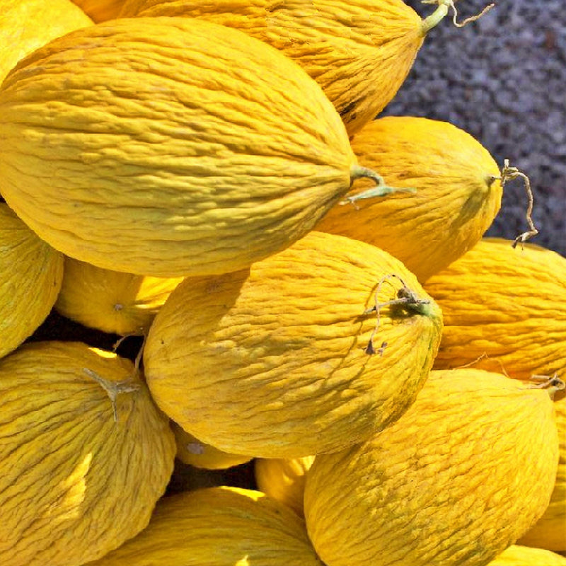 Crenshaw, Melon - BoxGardenSeedsLLC - Melons, Cantaloupe - Seeds - USA Seller, Thank you for shopping here today, Naturally Grown GMO Free Seeds, Heirloom Open Pollinated Seeds, Fresh Top Quality Premium Seeds