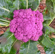 Purple of Sicily, Cauliflower - BoxGardenSeedsLLC - Broccoli,Cauliflower - Seeds - USA Seller, Thank you for shopping here today, Naturally Grown GMO Free Seeds, Heirloom Open Pollinated Seeds, Fresh Top Quality Premium Seeds