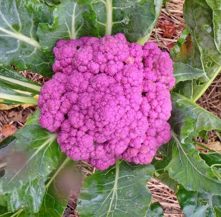 Cauliflower Purple di Sicilia Violetta Heirloom Seeds Open Pollinated Container Gardening Vegetable Seeds Garden Seeds Non-GMO - BoxGardenSeedsLLC -Broccoli,Cauliflower - Seeds