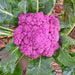 Cauliflower Purple di Sicilia Violetta Heirloom Seeds Open Pollinated Container Gardening Vegetable Seeds Garden Seeds Non-GMO - BoxGardenSeedsLLC -Broccoli,Cauliflower - Seeds
