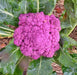 Purple of Sicily, Cauliflower - BoxGardenSeedsLLC - Broccoli,Cauliflower - Seeds - USA Seller, Thank you for shopping here today, Naturally Grown GMO Free Seeds, Heirloom Open Pollinated Seeds, Fresh Top Quality Premium Seeds