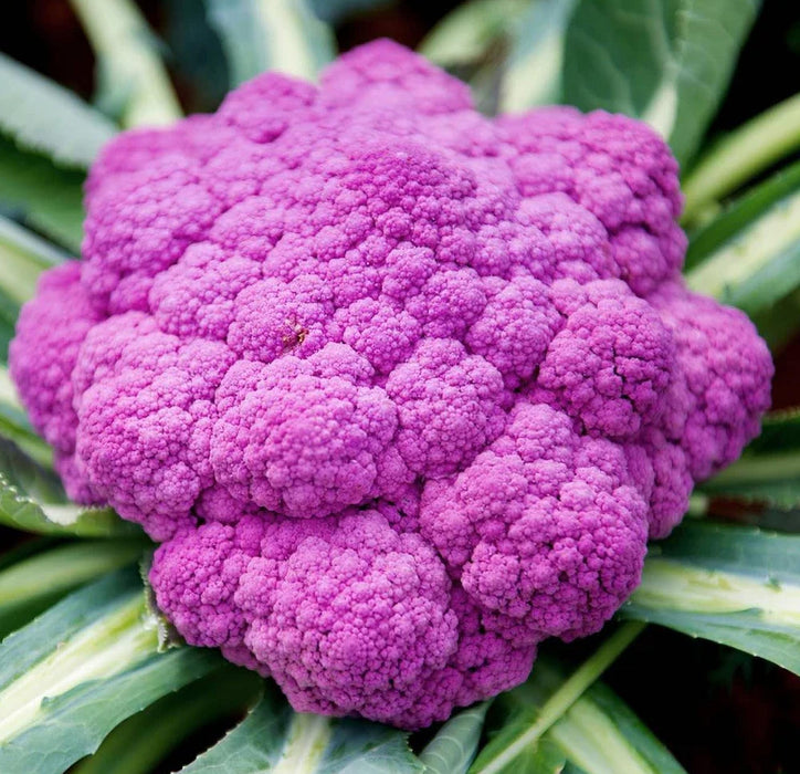 Cauliflower Purple di Sicilia Violetta Heirloom Seeds Open Pollinated Container Gardening Vegetable Seeds Garden Seeds Non-GMO - BoxGardenSeedsLLC -Broccoli,Cauliflower - Seeds