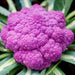 Cauliflower Purple di Sicilia Violetta Heirloom Seeds Open Pollinated Container Gardening Vegetable Seeds Garden Seeds Non-GMO - BoxGardenSeedsLLC -Broccoli,Cauliflower - Seeds