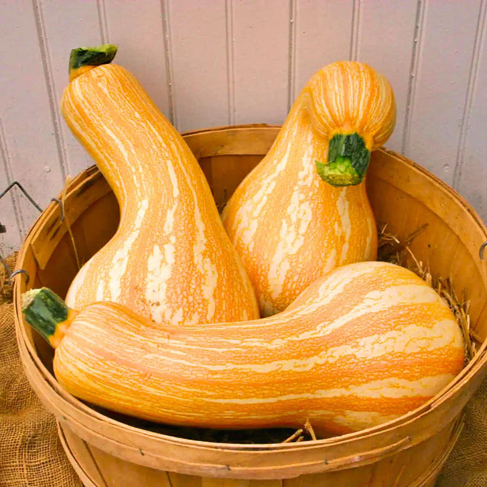 Cushaw Orange Stripe, Winter Squash - BoxGardenSeedsLLC -Squash,Pumpkins - Seeds