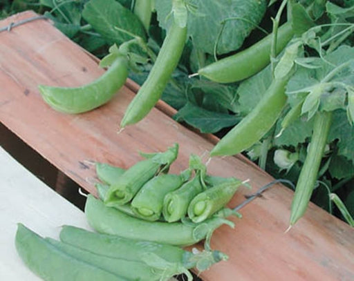 Cascadia, Snap Peas, - BoxGardenSeedsLLC -Abundant Stock SALE - Seeds