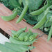 Cascadia, Snap Peas, - BoxGardenSeedsLLC -Abundant Stock SALE - Seeds