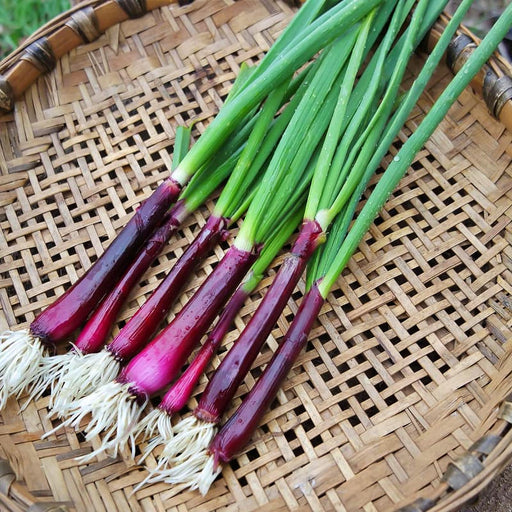 Lila, Bunching Onion Seeds - BoxGardenSeedsLLC -Onions,Leeks - Seeds