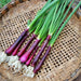 Lila, Bunching Onion Seeds - BoxGardenSeedsLLC -Onions,Leeks - Seeds
