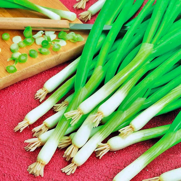 Warrior, Bunching Onion Seeds - BoxGardenSeedsLLC -Onions,Leeks - Seeds