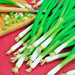 Warrior, Bunching Onion Seeds - BoxGardenSeedsLLC -Onions,Leeks - Seeds