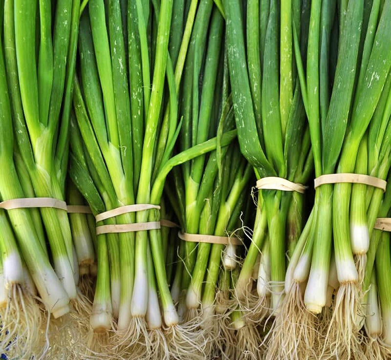 Warrior, Bunching Onion Seeds - BoxGardenSeedsLLC - Onions,Leeks - Seeds - Thank you for shopping here today, Non GMO Seeds, Naturally Grown Seeds, Grown to Organic Standards, Heirloom Seeds, Open Pollinated Seeds, Fresh Premier Seeds, USA Seller