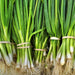 Warrior, Bunching Onion Seeds - BoxGardenSeedsLLC -Onions,Leeks - Seeds