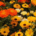 Pacific Beauty, Calendula, - BoxGardenSeedsLLC -Culinary/Medicinal Herbs - Seeds