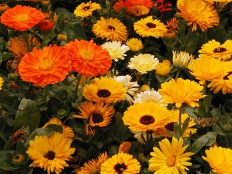 Pacific Beauty, Calendula, - BoxGardenSeedsLLC -Culinary/Medicinal Herbs - Seeds