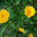 Resina, Calendula, - BoxGardenSeedsLLC -Culinary/Medicinal Herbs - Seeds