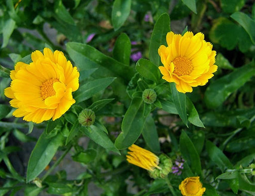 Resina, Calendula, -- BoxGardenSeedsLLC -Culinary/Medicinal Herbs - Seeds