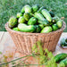 Cool Customer, Pickling Cucumber - BoxGardenSeedsLLC -Cucumbers - Seeds