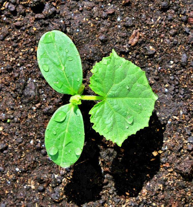 Cool Customer, Pickling Cucumber - BoxGardenSeedsLLC -Cucumbers - Seeds