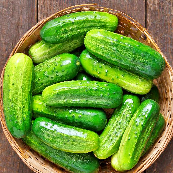 Cool Customer, Pickling Cucumber - BoxGardenSeedsLLC -Cucumbers - Seeds