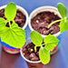 Cool Customer, Pickling Cucumber - BoxGardenSeedsLLC -Cucumbers - Seeds
